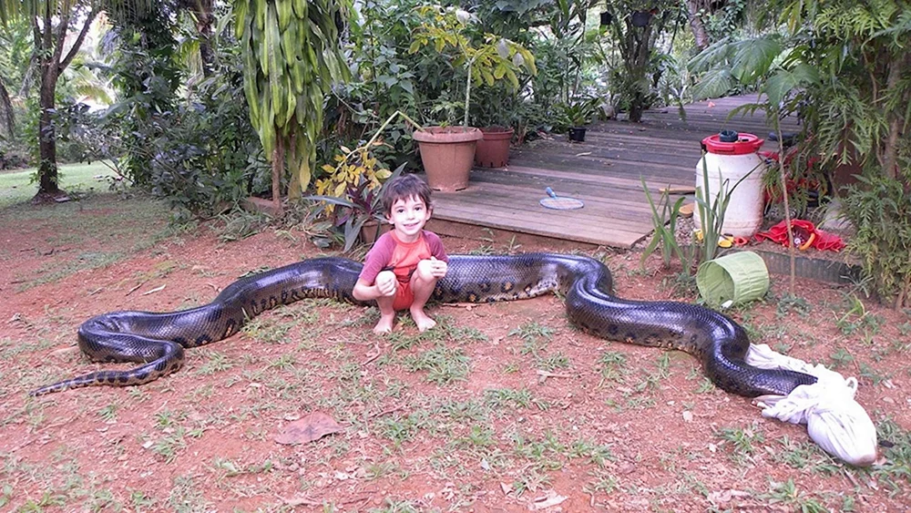 Amazon River Anakonda Schlange
