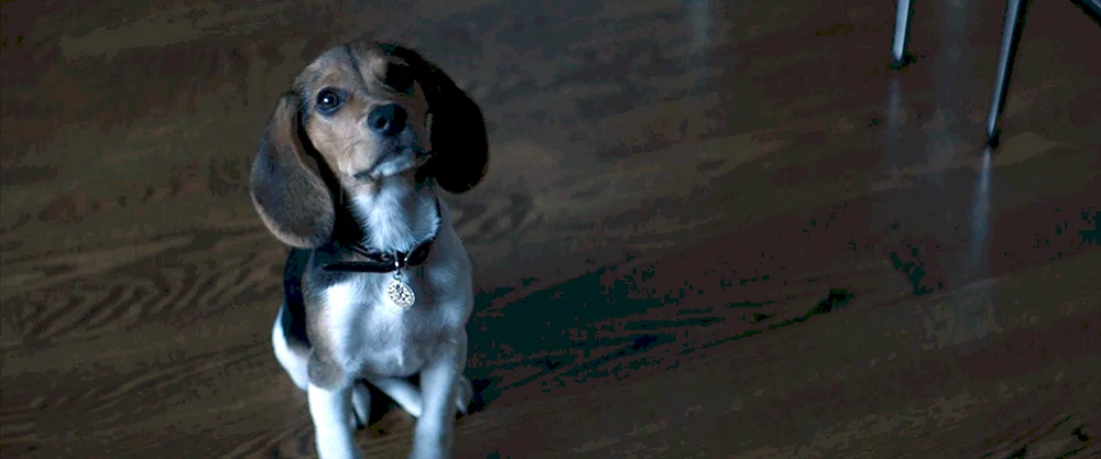 John Wick 1 Hund