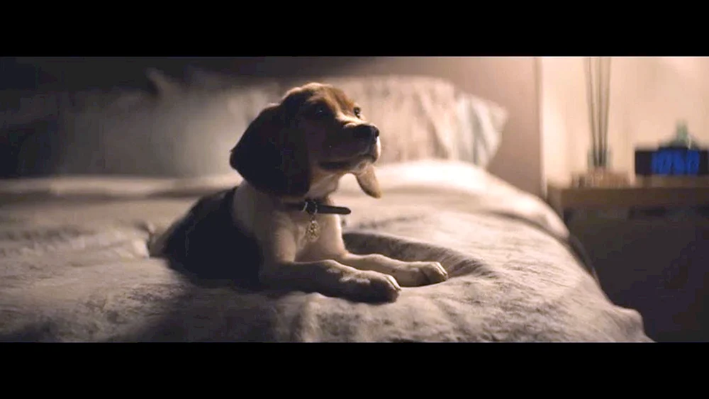 John Wick 2 Hund