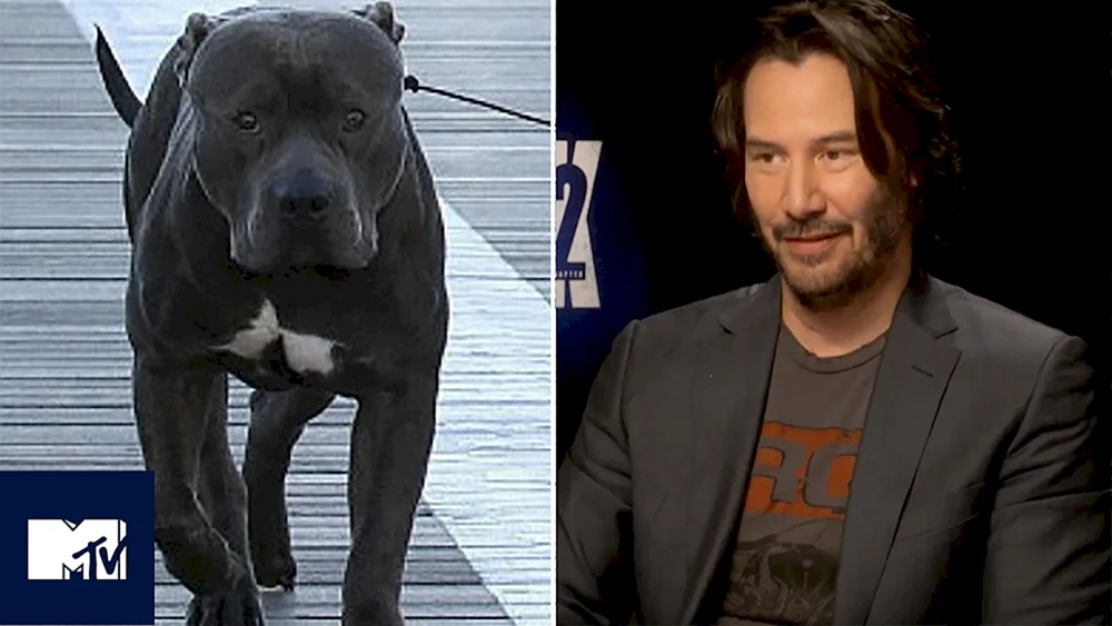 John Wick 2 Hund