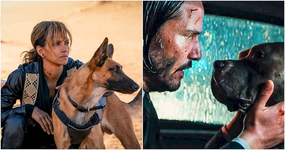 John Wick 3 Hund