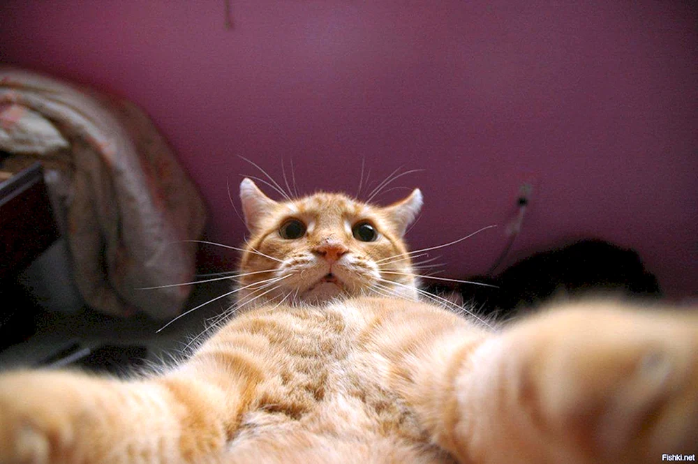 Katzen-Selfies Manny