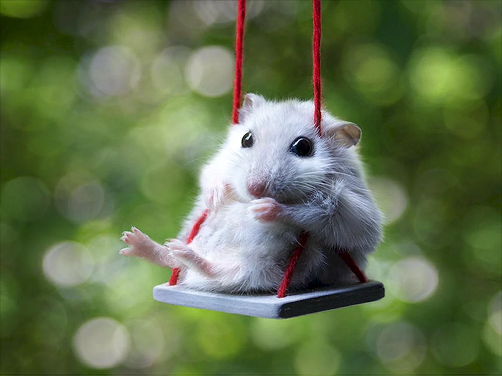 Dumbo weiße Ratte
