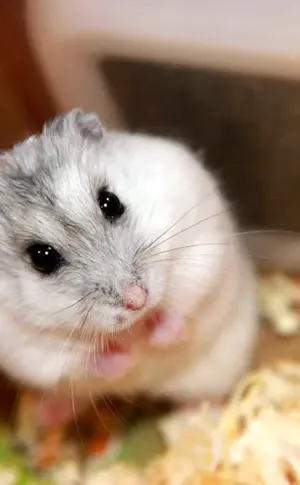 Jungarischer Hamster