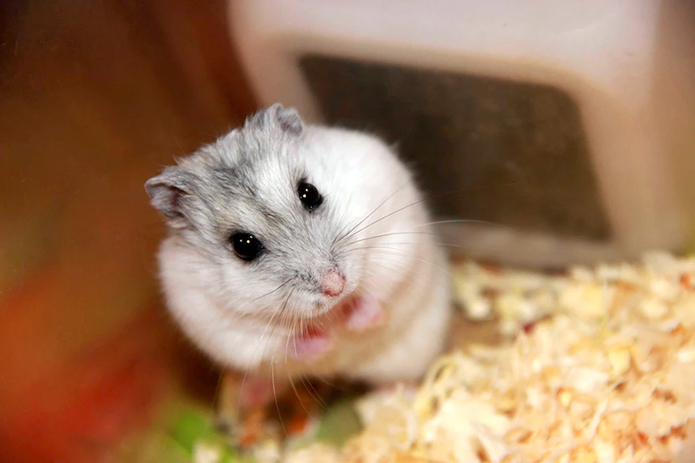 Jungarischer Hamster