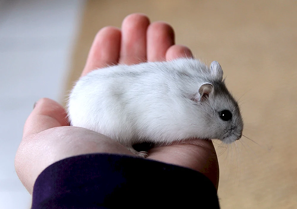 Jungarischer Hamster weiß