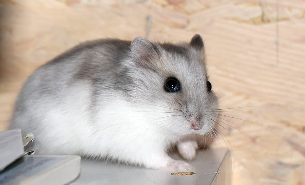 Jungarischer Hamster weiß