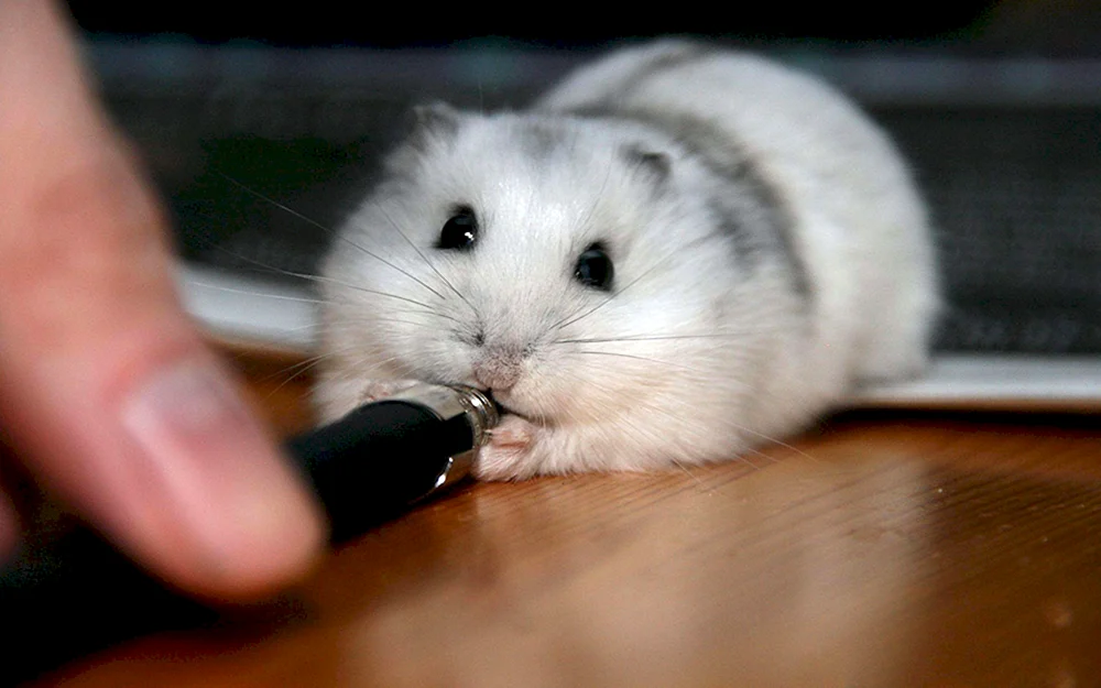 Jungarischer Hamster Hamster