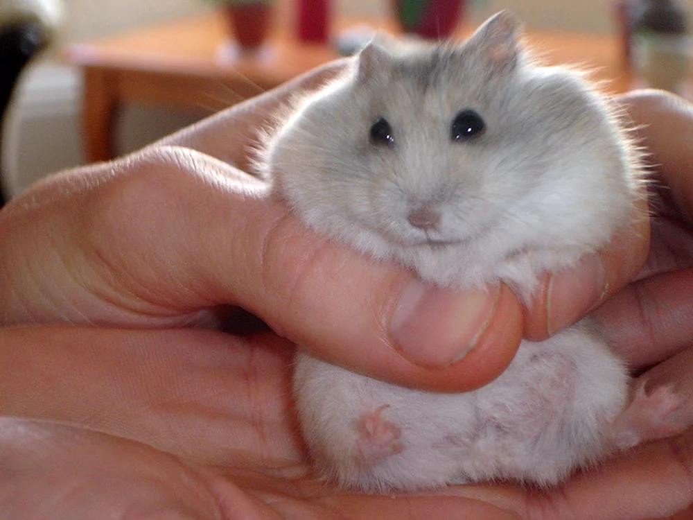 Jungarischer Hamster