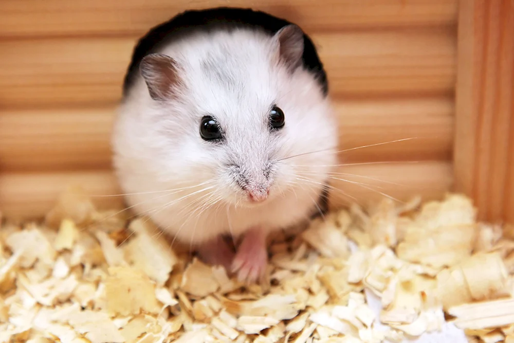 Jungarischer Hamster albino