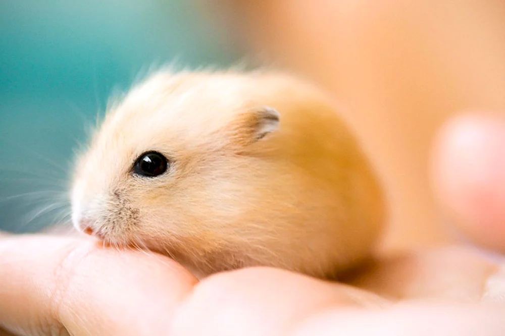 Dschungelhamster