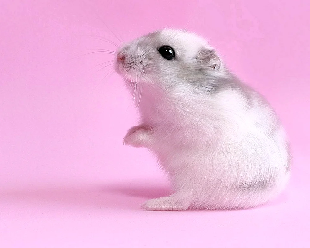 Dschungarischer Hamster