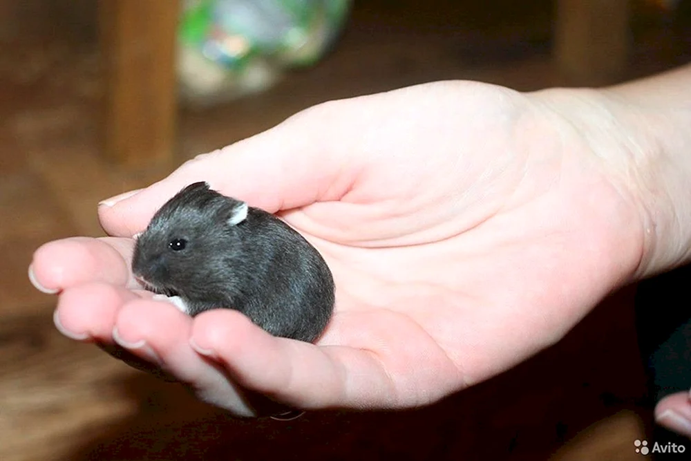 Campbell's Hamster schwarz