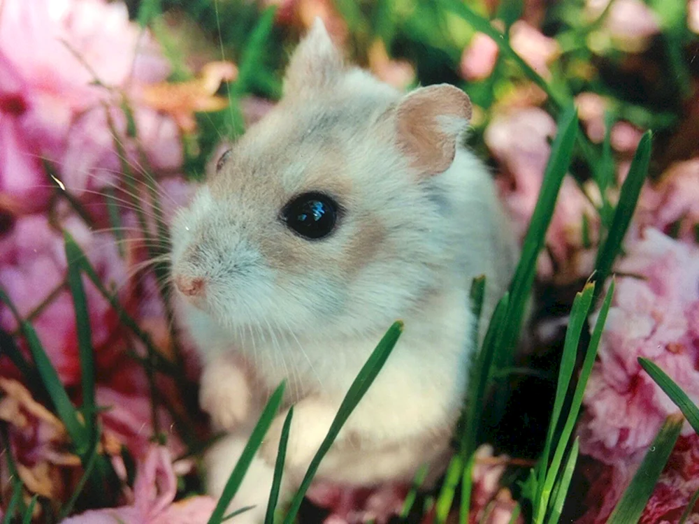 Jungarische Hamster