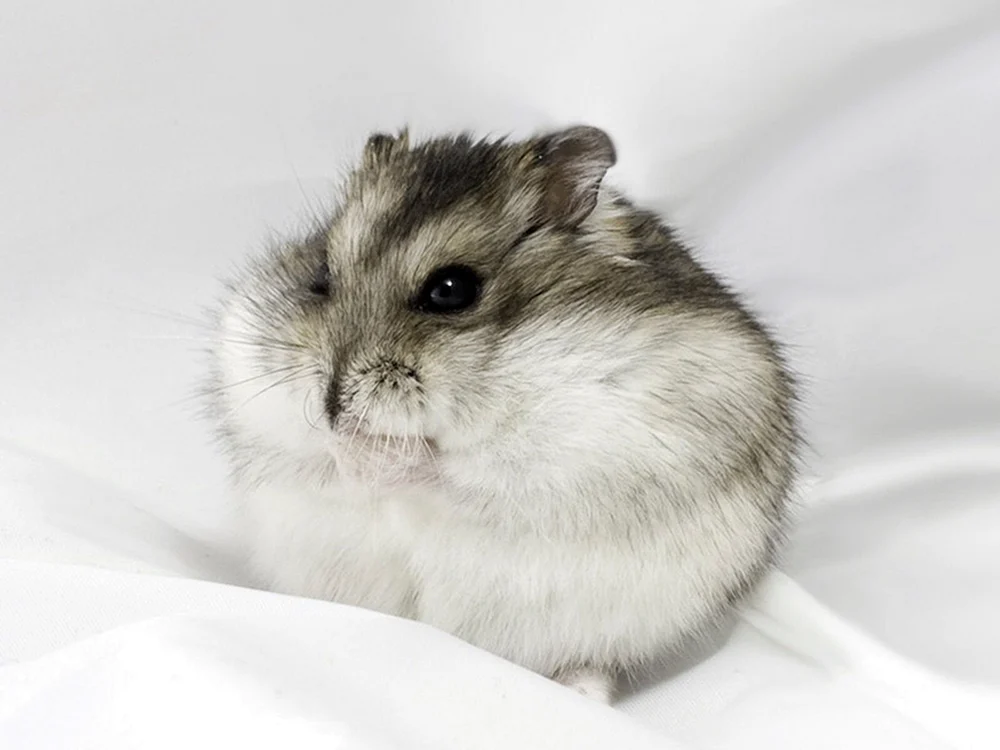 Dschungarischer Hamster