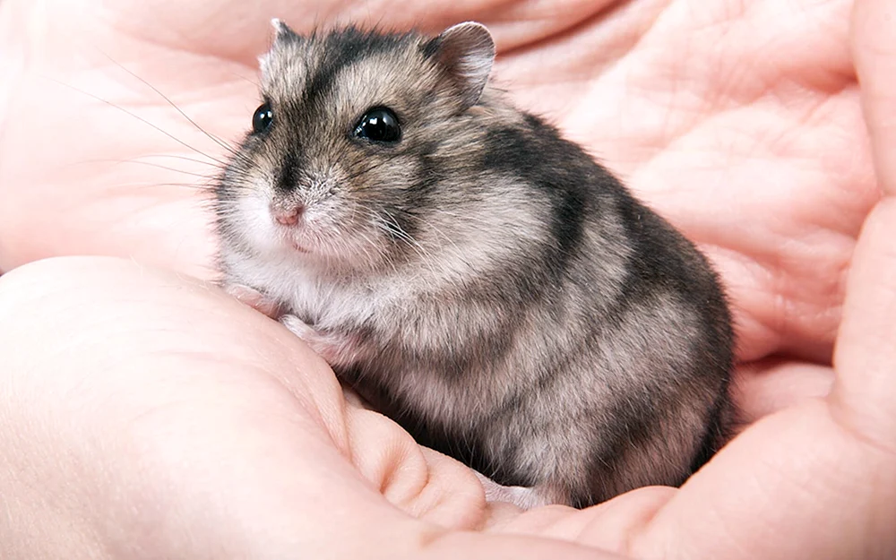 Jungarische Hamster