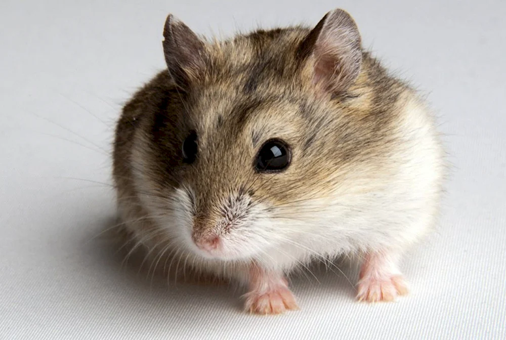 Dschungarischer Hamster