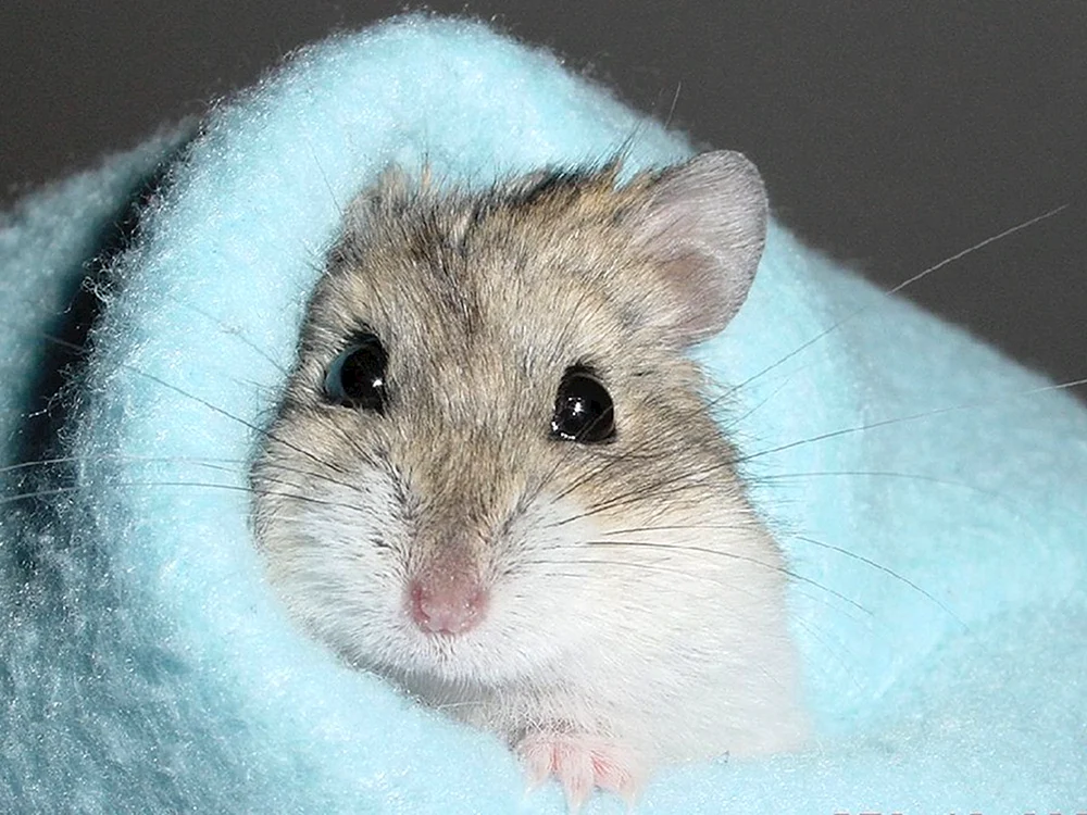 Dschungarischer Hamster