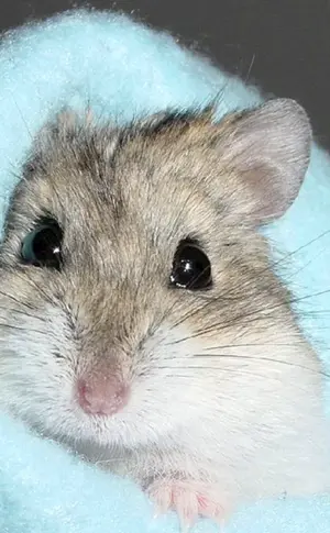 Jungarischer Hamster