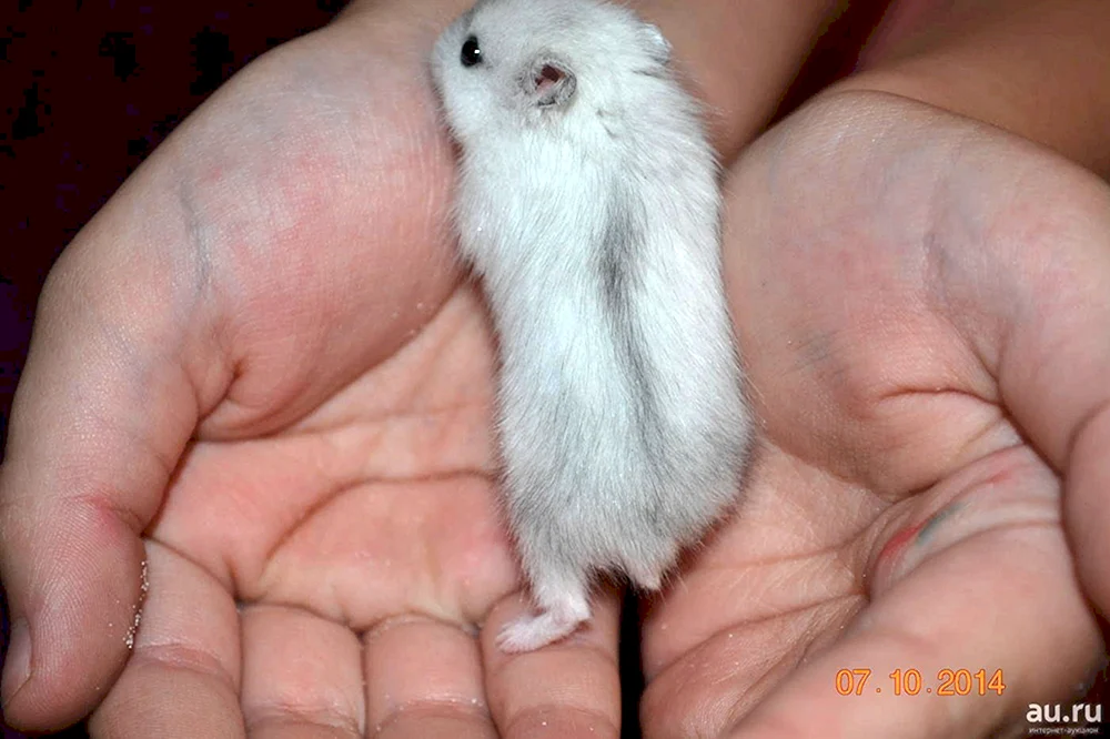 Jungarischer Hamster weiß
