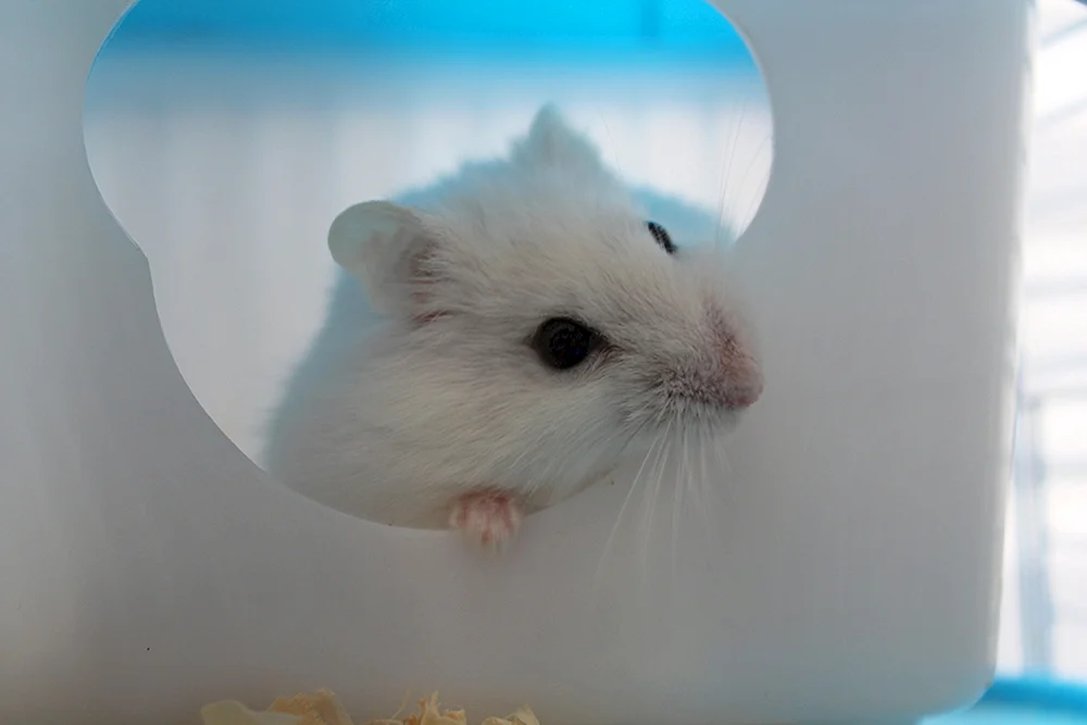 Jungarischer Hamster