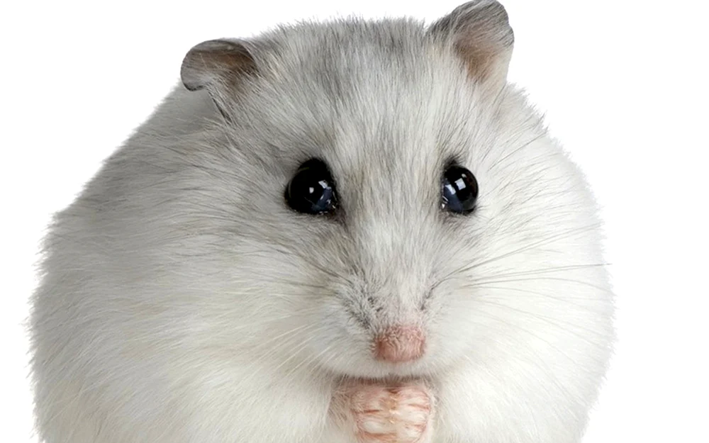 Jungarischer Hamster