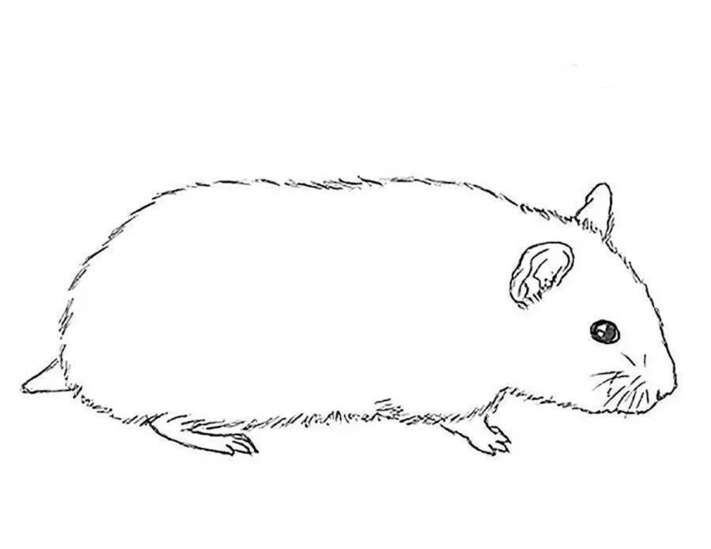 Jungarische Hamsterzeichnung