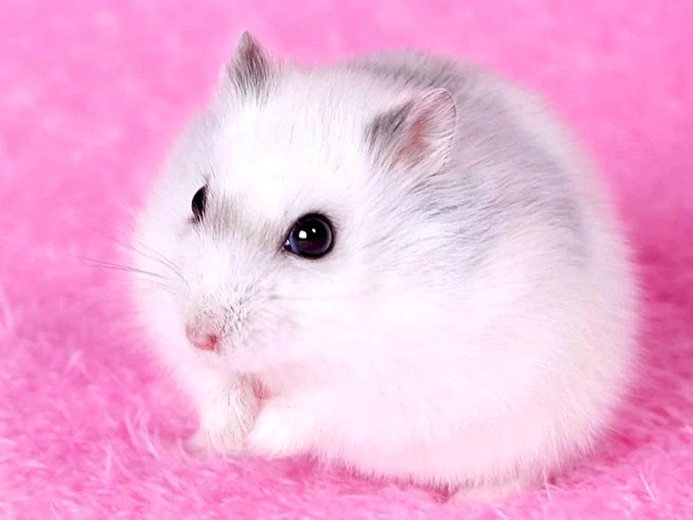 Jungarischer Hamster albino