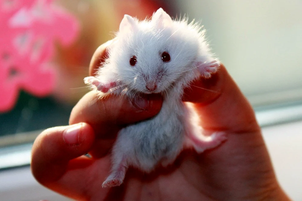 Jungarischer Hamster