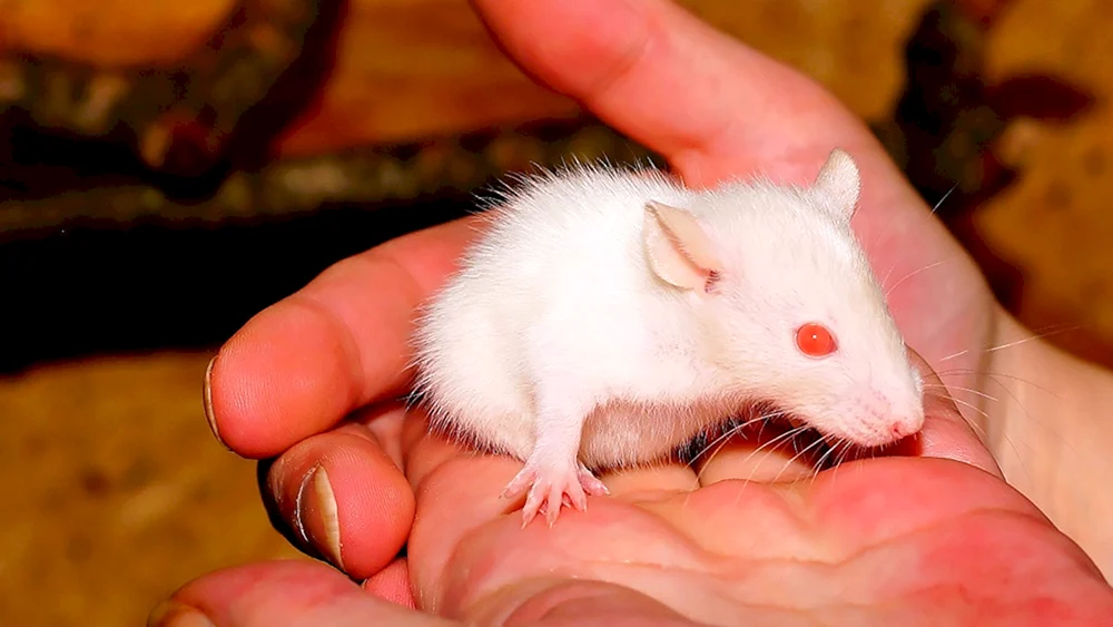 Kleine Ratten