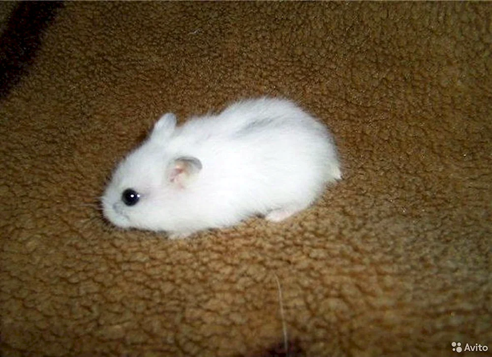 Jungarischer Hamster weiß