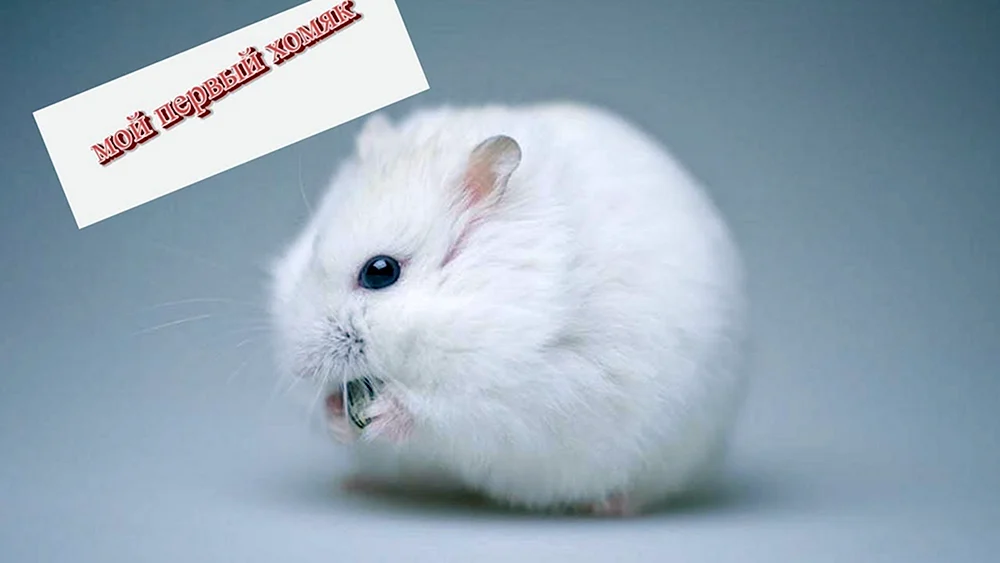 Jungarischer Hamster weiß