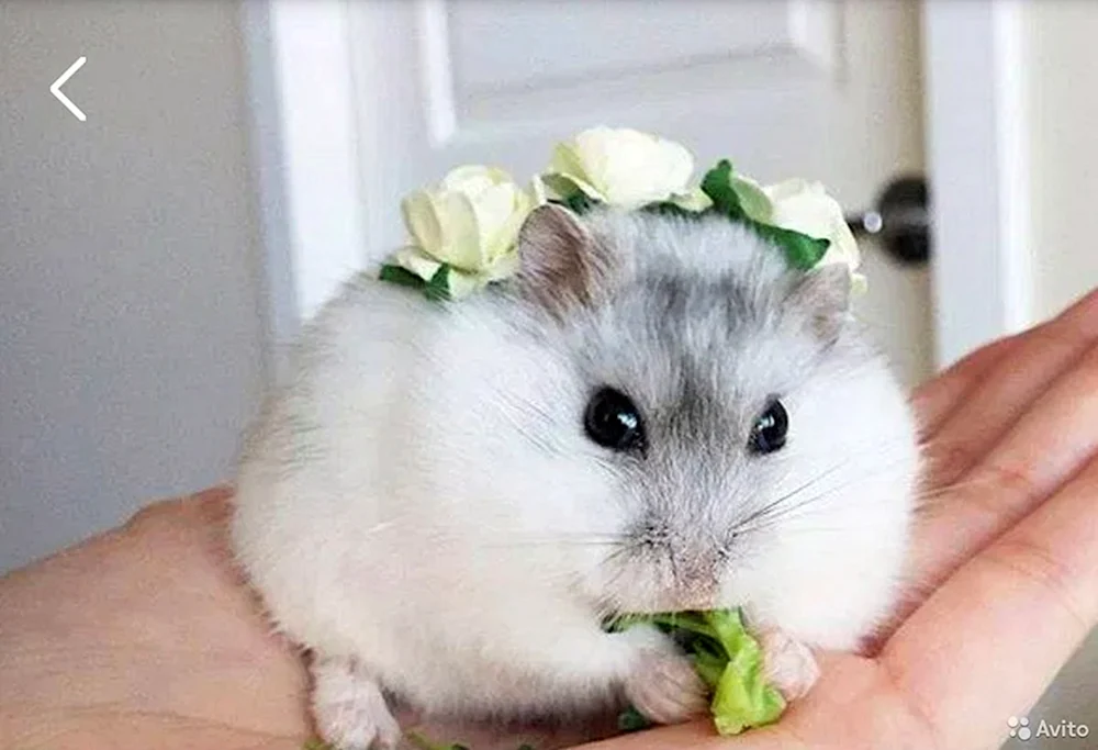Jungarischer Hamster