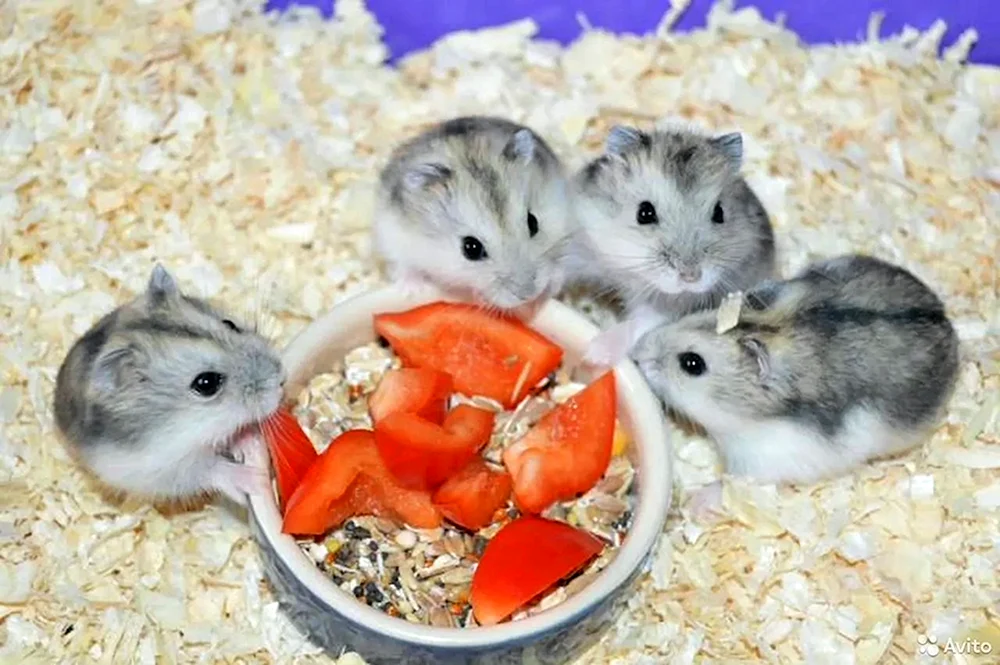 Dschungarischer Hamster