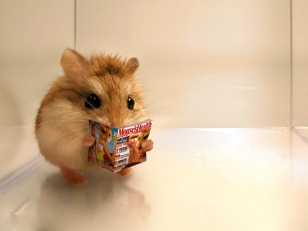 Syrischer Angorahamster. Hamster