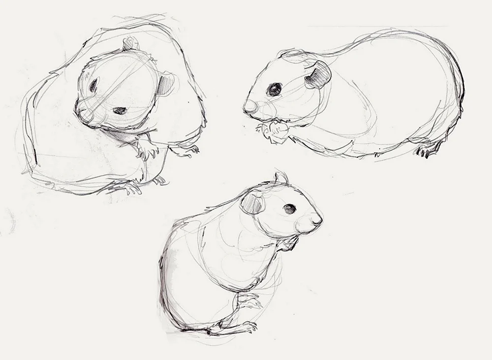 Hamsterzeichnung