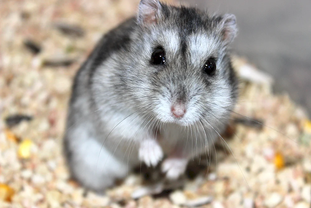 Dschungarischer Hamster