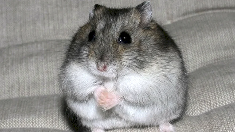 Dschungarischer Hamster