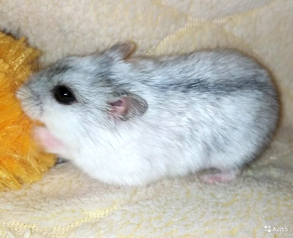 Jungarischer Hamster pearl