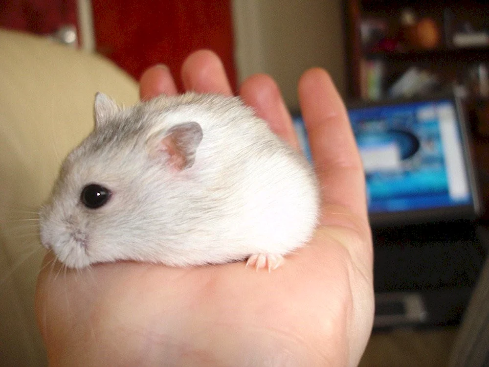 Jungarischer Hamster weiß