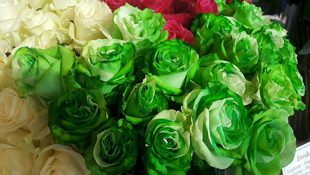 Teehybrid Rose Osiria