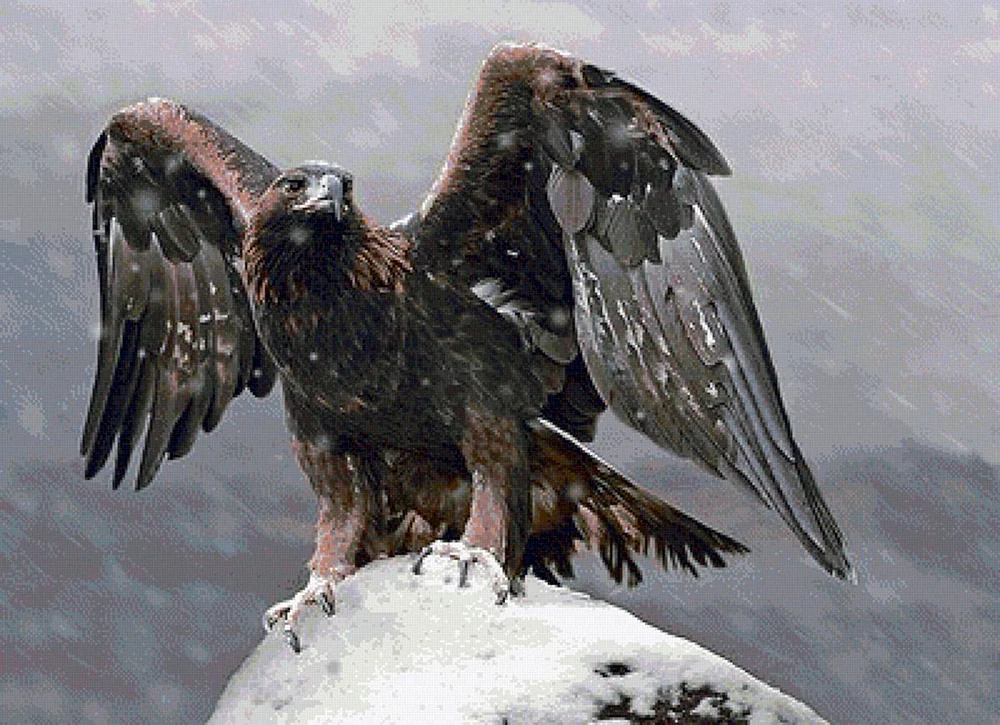 Adler