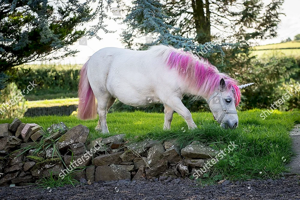 Einhorn