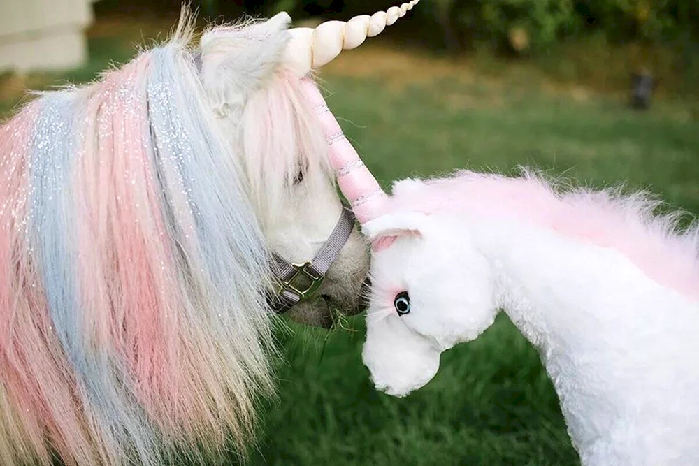 Einhorn Foto
