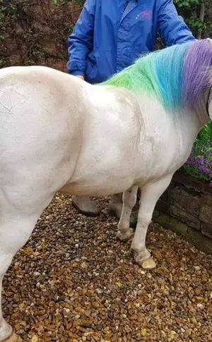 Einhorn echt