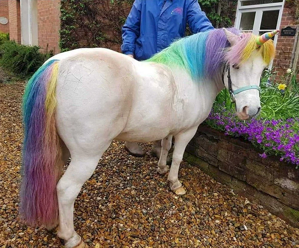Einhorn echt
