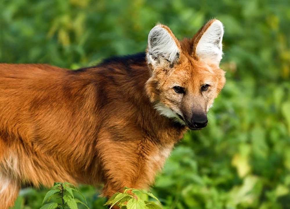 Der Schakal und der rote Wolf