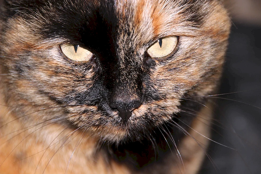 Schildpatt Katze Calico