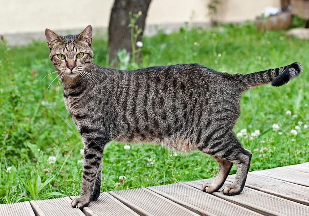 Katze auf Hinterbeinen