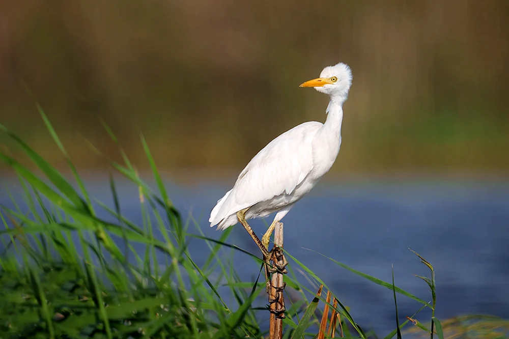 Großer Sperling - Limosa limosa